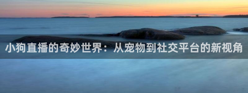 24直播免费篮球球直播：小狗直播的奇妙世界：从宠物到社交平台的新视角